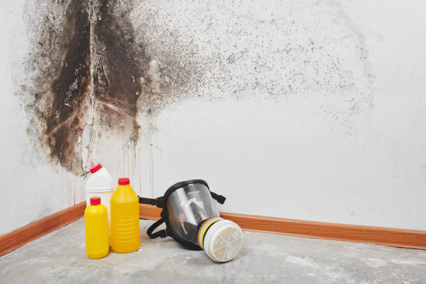 Best Certified Mold Removal  in Wapakoneta, OH