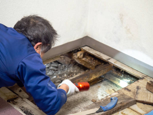 Wapakoneta, OH Mold Removal Company
