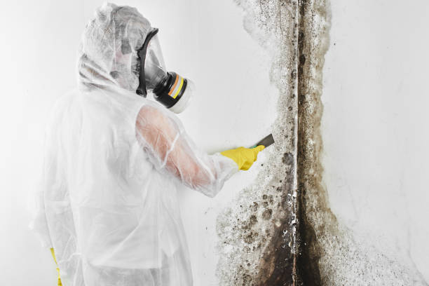 Crawl Space Mold Removal in Wapakoneta, OH