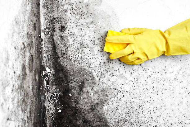 Best Mold Remediation  in Wapakoneta, OH
