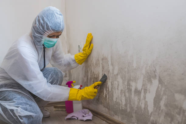 Best Fast Mold Removal  in Wapakoneta, OH