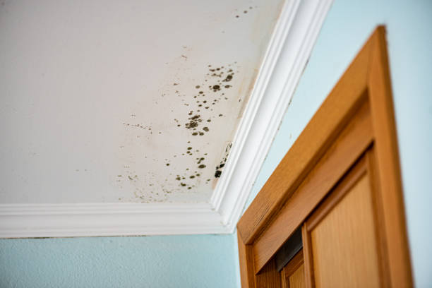 Best Emergency Mold Removal  in Wapakoneta, OH