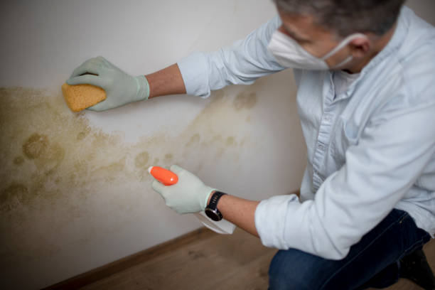 Best Affordable Mold Removal  in Wapakoneta, OH