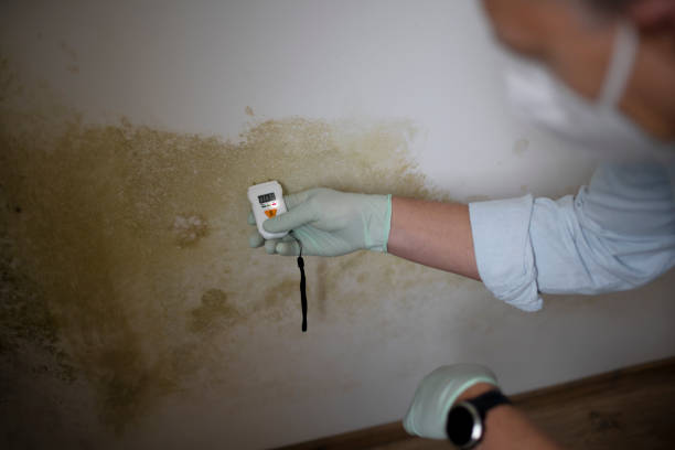 Best Same-Day Mold Removal  in Wapakoneta, OH