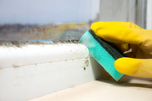 Best Fast Mold Removal  in Wapakoneta, OH