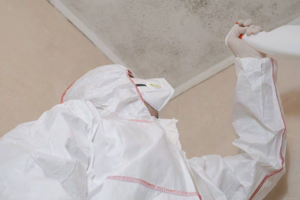 Best Local Mold Removal Service  in Wapakoneta, OH