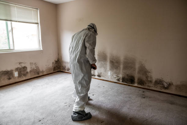 Best Residential Mold Removal  in Wapakoneta, OH