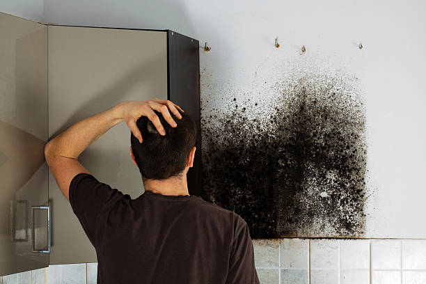 Best Mold Remediation Services  in Wapakoneta, OH