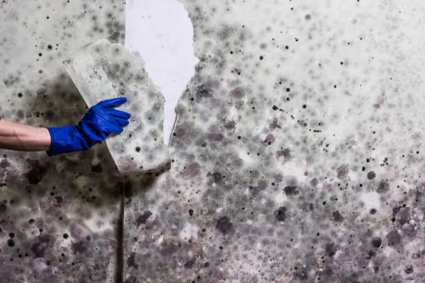 Best Commercial Mold Removal  in Wapakoneta, OH
