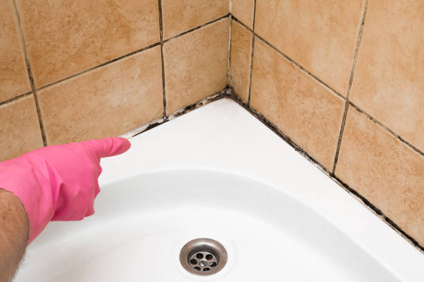Mold Testing and Removal in Wapakoneta, OH