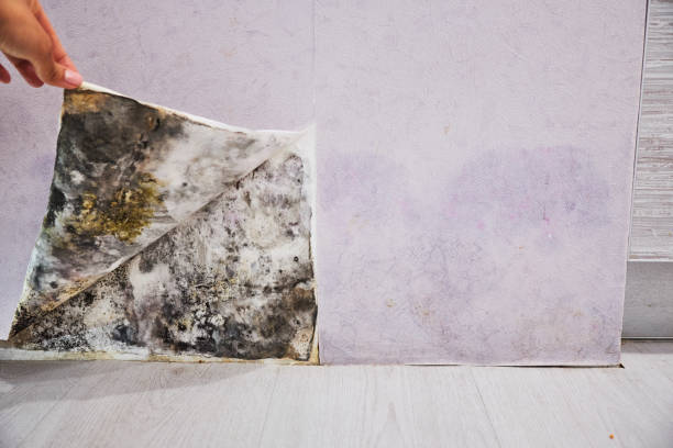 Best Black Mold Removal  in Wapakoneta, OH